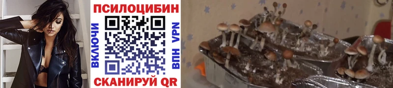 Псилоцибиновые грибы мицелий  кракен   Нерчинск 